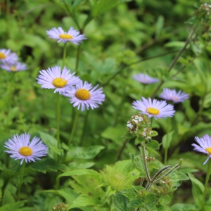 Valley of Flowers Erigeron Bellidioides flower