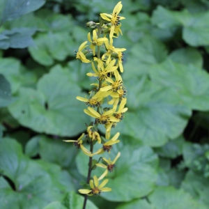 Valley of Flowers Horned Corydalis flower