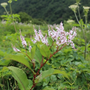 Valley of Flowers Polygonum flower