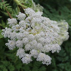 Valley of Flowers Selinum Wallichianum flower