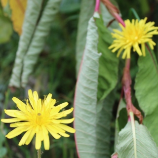 Valley of Flowers Taraxacum flower